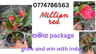 ලස්සන දම් පාට කවාලි කෙල්ලක් සමග plant 06package 0774786563 20241010 [upl. by Baecher]