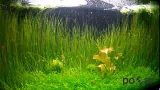 Freshwater Aquarium  microrasbora galaxy danio margaritatus red cherry shrimps  GoPro Hero 170 [upl. by Anima]