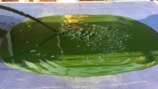 Algae Dewatering on Geotextile [upl. by Olenolin]