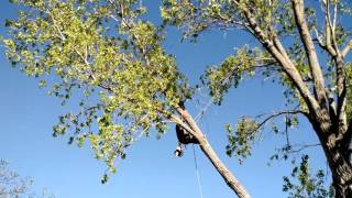 Delimbing Cottonwood Limb  Cantu Tree Trimming [upl. by Ijneb244]