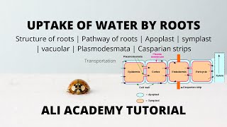 From The Field E4  Understanding the Source to Sink Unveiling the Secrets of Plant Nutrition [upl. by Larcher]