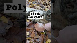 Harvesting Birch Polypore Fomitopsis betulina shorts mushroom asmr nature [upl. by Esilrahc127]