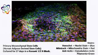 Primary Mesenchymal Stem Cells create Tissue Mimetic Structures in BioBlocks on a Nikon Confocal [upl. by Merell]