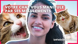 VOTRE CHAT VOUS MANIPULE PAR SES MIAULEMENTS JE VOUS EXPLIQUE [upl. by Lewert]