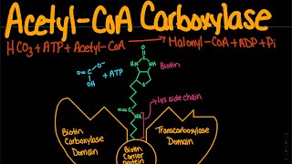 AcetylCoA Carboxylase  Biochemistry [upl. by Aibos359]