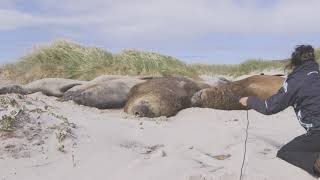 Snorting elephant seals of the Falkland Islands [upl. by Guimond257]