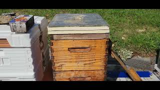 How I set up my hive yearly and winter Benefits of CO2 [upl. by Sherrard799]