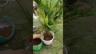 Areca Palm care tips in winter seasonshorts [upl. by Dixie335]