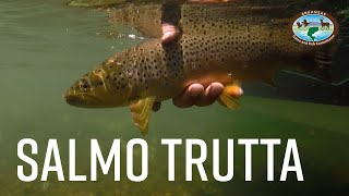 Brown Trout in Arkansas [upl. by Pugh]