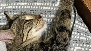 Funny cat videos  cute animals videos [upl. by Maxie]