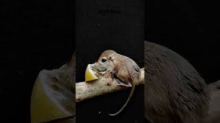 Gerbil Mouse  Kangaroo Rat [upl. by Ahsimit]