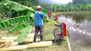 Cheapest Solution They Found to Feed Millions of Fish in Massive Pond [upl. by Ardnuahsal]