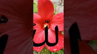 Gojol Ringtone new 2024 Arabia gojol gojol gojolringtone urdugojol youtubeshorts shorts arabic [upl. by Suisyola]