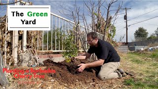 Planting a Barbados Cherry Acerola Tree in Phoenix AZ [upl. by Stephie]