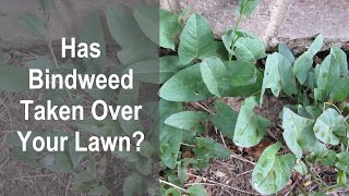 How To Control Bindweed in a Lawn Without Chemicals Learn How Improper Watering Promotes Bindweed [upl. by Trinia]