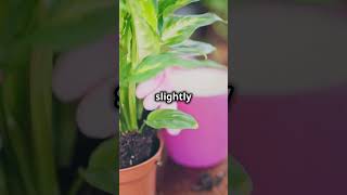 STOP Killing Your Plants When You Repot Them [upl. by Shepperd915]