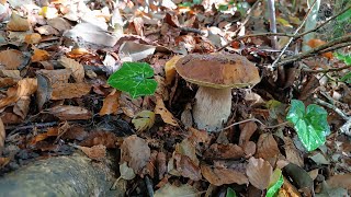 Porcini Spettacolo dai Nebrodi Domenica 6 Ottobre [upl. by Liva]