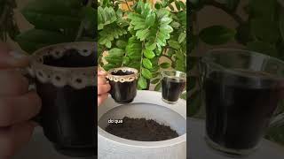 Como plantar em vaso da forma certa para suas plantas crescerem fortes e saudáveis plantar jardim [upl. by Pattani]