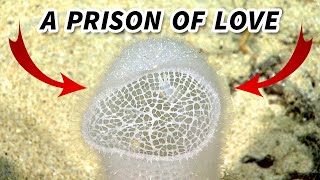 Glass Sponge Facts a LOVE PRISON  Animal Fact Files [upl. by Erika16]