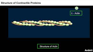 5 11B202 CV3 Structure of Contractile Proteins [upl. by Wolf363]