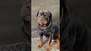 Bahut Hi Zyada Cute Nahi Hogayi Hain Lady Ollie shorts ladyollie rottweiler [upl. by Trebreh362]