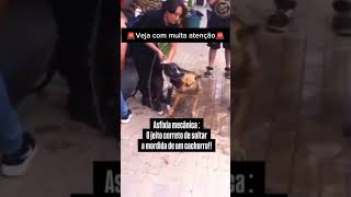 COMO FAZER UM CACHORRO SOLTAR OUTRO NUMA BRIGA pets adestramento cachorro memes cachorros [upl. by Aloin]