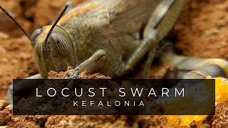 Locust Laying Eggs  Alien Xenomorph  Kefalonia Greece [upl. by Thirza]