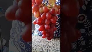 Seedless red grapes viral shorts video asmr [upl. by Esalb]