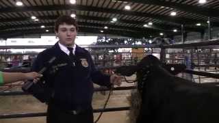 Beef Steer Show at the Manatee County Fair [upl. by Cave]