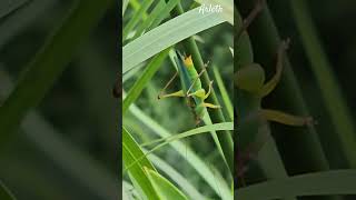 🦗 Grasshopper Sound en sonido de un Grillo Grasshopper Grillo nature insects wildlife nc [upl. by Eyssej277]