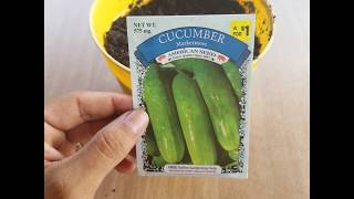 Planting Marketmore Cucumbers in Small Pot [upl. by Anneiv]