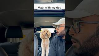 Mini Cockapoo Thinks About Math Question Before Answering 😳 [upl. by Amerak]