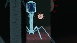 How mRNA Vaccines Work in the Body  Quick Science Explainer [upl. by Palermo266]