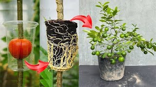 Lemon tree grafting technique using tomatoes as stimulant super fast growth [upl. by Enilegnave]