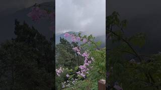 LAVA kalimpong reels tranding songs [upl. by Seftton]