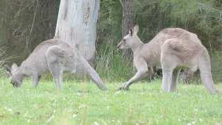 Australian Wildlife Courting Kangaroos [upl. by Kcirdle812]