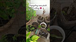 Propagation some plants cutting timelapse gardeningwithshivani05 plantcareguide [upl. by Adlesirhc846]