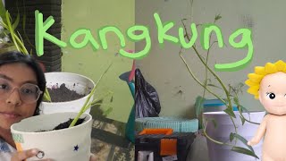 Reproduksi Vegetatif Dengan Stek Akar Pada Tanaman Kangkung── ✦ [upl. by Catie]