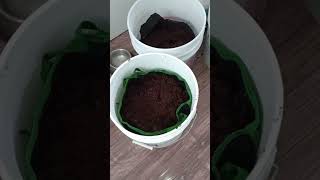 Buffering coco round 1 soak for 12 hrs [upl. by Ramraj]