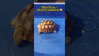 Funny and Cute Animals  Sulcata Tortoise [upl. by Burch261]