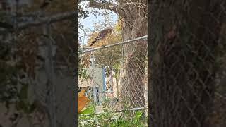 Red Shouldered Hawk on Construction Fence Very Intent on Prey amp Flies After It Oviedo Florida [upl. by Ytok985]