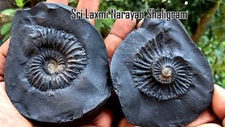 Shaligram different types of shaligram shila  gandaki river shaligram [upl. by Noerb110]