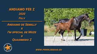 Andiamo Fee Z Andiamo de Semilly x Im Special de Muze – wwwprinsjesdageu [upl. by Aehsan]