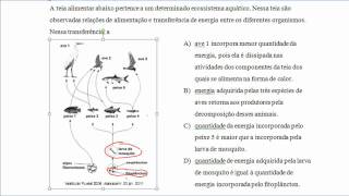 Exercício  Cadeia Alimentar [upl. by Alvera]