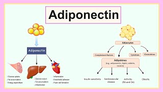 adiponectin [upl. by Sumerlin605]