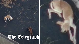 Drone delivers food to dogs stranded near La Palma volcano [upl. by Bilbe617]