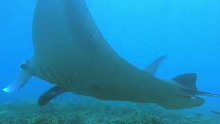 Diving Komodo Island [upl. by Mattie]