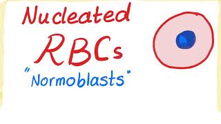 Nucleated RBCs Normoblasts [upl. by Lenhard]