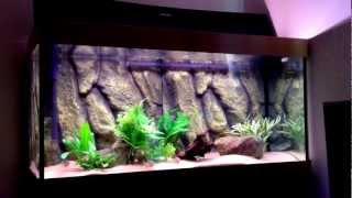 A basic guide to keeping Red Bellied Piranha Pt 2 feeding [upl. by Riha]