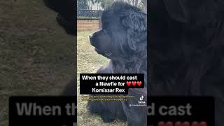 My Newfoundland Dog is a Detective shortvideo [upl. by Elva]